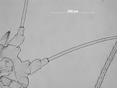 Macrosiphum violae by the Smithsonian. Used under a CC0 license.