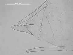 Macrosiphum violae by the Smithsonian. Used under a CC0 license.