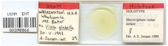 Macrosiphum violae by the Smithsonian. Used under a CC0 license.