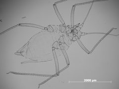 Macrosiphum violae by the Smithsonian. Used under a CC0 license.