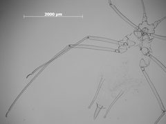 Macrosiphum willamettense by the Smithsonian. Used under a CC0 license.