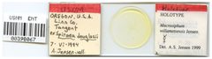 Macrosiphum willamettense by the Smithsonian. Used under a CC0 license.