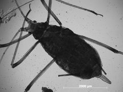 Macrosiphum zionense by the Smithsonian. Used under a CC0 license.