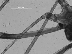 Macrosiphum zionense by the Smithsonian. Used under a CC0 license.