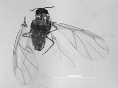 Melaphis minutus by the Smithsonian. Used under a CC0 license.