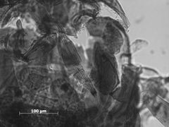 Melaphis minutus by the Smithsonian. Used under a CC0 license.