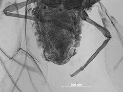 Melaphis minutus by the Smithsonian. Used under a CC0 license.