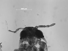 Melaphis minutus by the Smithsonian. Used under a CC0 license.