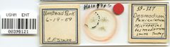 Microparsus desmodiorum by the Smithsonian. Used under a CC0 license.