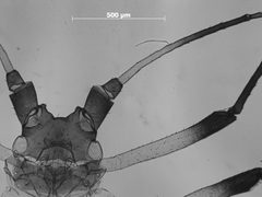 Microparsus olivei by the Smithsonian. Used under a CC0 license.