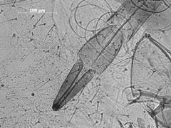 Microparsus olivei by the Smithsonian. Used under a CC0 license.