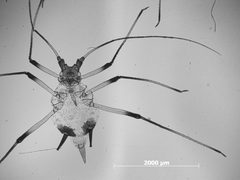 Microparsus olivei by the Smithsonian. Used under a CC0 license.
