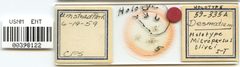 Microparsus olivei by the Smithsonian. Used under a CC0 license.