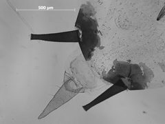 Microparsus olivei by the Smithsonian. Used under a CC0 license.