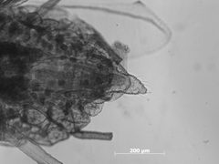 Microparsus variabilis by the Smithsonian. Used under a CC0 license.