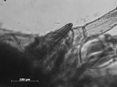 Microparsus variabilis by the Smithsonian. Used under a CC0 license.