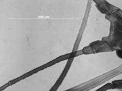 Microparsus variabilis by the Smithsonian. Used under a CC0 license.