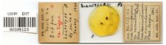 Microparsus variabilis by the Smithsonian. Used under a CC0 license.