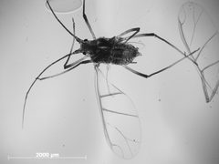 Microparsus variabilis by the Smithsonian. Used under a CC0 license.