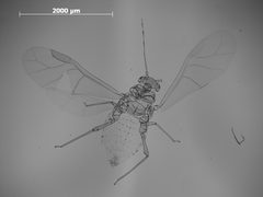 Monellia nigropunctata by the Smithsonian. Used under a CC0 license.