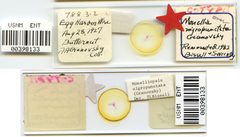 Monellia nigropunctata by the Smithsonian. Used under a CC0 license.