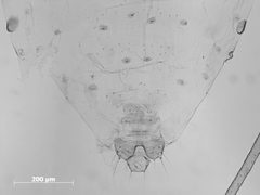 Monellia nigropunctata by the Smithsonian. Used under a CC0 license.