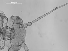 Monellia nigropunctata by the Smithsonian. Used under a CC0 license.