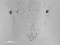 Monelliopsis pecanis by the Smithsonian. Used under a CC0 license.