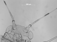Monelliopsis pecanis by the Smithsonian. Used under a CC0 license.