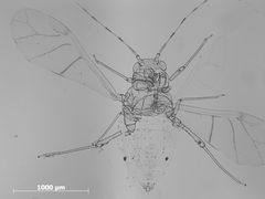 Monelliopsis pecanis by the Smithsonian. Used under a CC0 license.