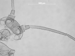 Nasonovia (Kakimia) hottesi by the Smithsonian. Used under a CC0 license.