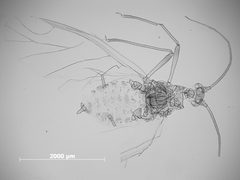 Nasonovia (Kakimia) hottesi by the Smithsonian. Used under a CC0 license.