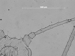 Nasonovia (Kakimia) houghtenensis occidentalis by the Smithsonian. Used under a CC0 license.