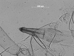 Nasonovia (Kakimia) houghtenensis occidentalis by the Smithsonian. Used under a CC0 license.