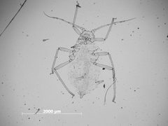 Nasonovia (Kakimia) houghtenensis occidentalis by the Smithsonian. Used under a CC0 license.