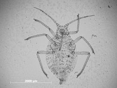 Nasonovia (Kakimia) muesebecki montana by the Smithsonian. Used under a CC0 license.
