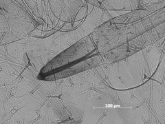 Nasonovia (Kakimia) muesebecki montana by the Smithsonian. Used under a CC0 license.
