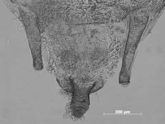 Nasonovia (Kakimia) stroyani by the Smithsonian. Used under a CC0 license.