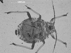 Nearctaphis clydesmithi by the Smithsonian. Used under a CC0 license.