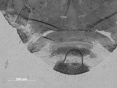 Nearctaphis clydesmithi by the Smithsonian. Used under a CC0 license.