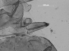 Nearctaphis clydesmithi by the Smithsonian. Used under a CC0 license.