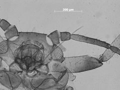 Nearctaphis clydesmithi by the Smithsonian. Used under a CC0 license.