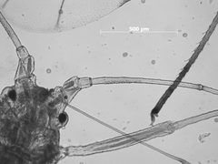 Neomyzus masoni by the Smithsonian. Used under a CC0 license.