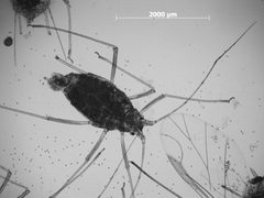 Neomyzus masoni by the Smithsonian. Used under a CC0 license.