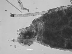 Neomyzus masoni by the Smithsonian. Used under a CC0 license.