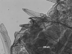 Neosymydobius luteus by the Smithsonian. Used under a CC0 license.