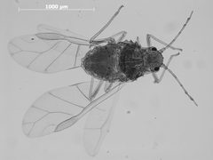 Neosymydobius luteus by the Smithsonian. Used under a CC0 license.