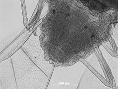 Neosymydobius luteus by the Smithsonian. Used under a CC0 license.