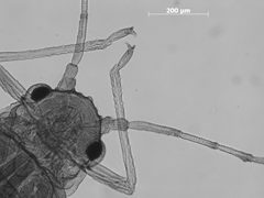 Neosymydobius luteus by the Smithsonian. Used under a CC0 license.