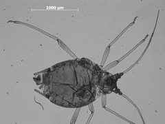 Ovatus reticulatus by the Smithsonian. Used under a CC0 license.